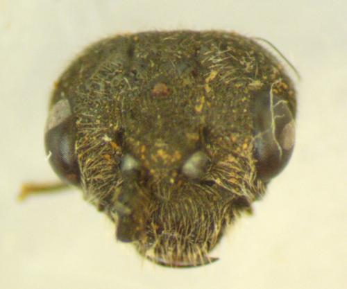Dolerus sp.